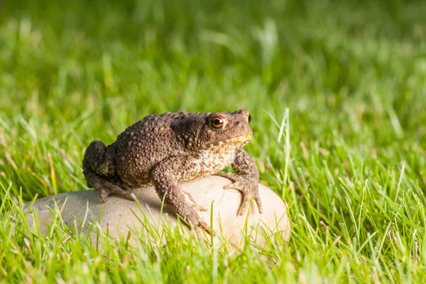 Žába sedí na kameni — Stock fotografie