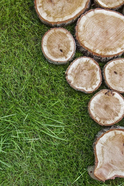 Boom stompen op het gras — Stockfoto