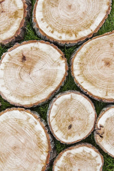 Tree stumps on the grass — Stock Photo, Image