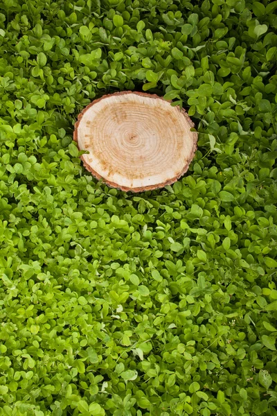 Árbol tocón en la hierba — Foto de Stock