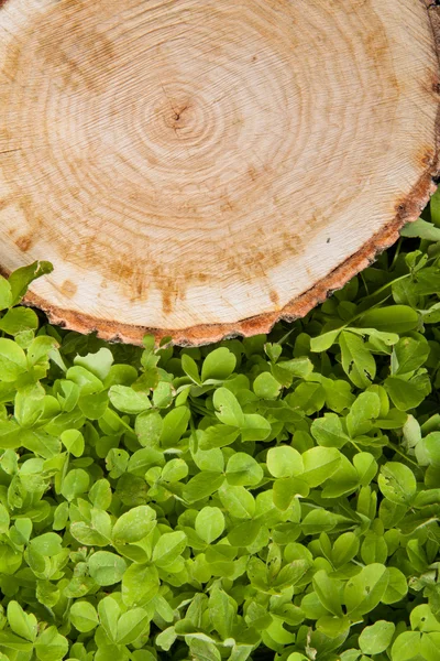 Boomstronk op het gras — Stockfoto