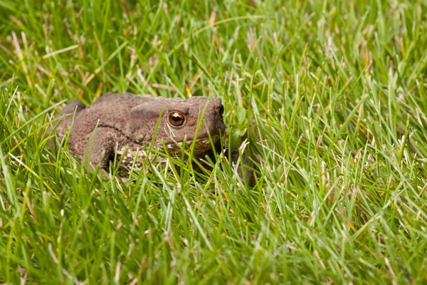 Frog sitting on green grass — Stock Photo, Image