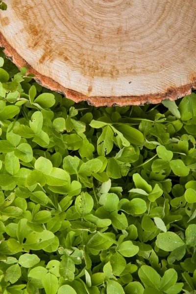 Tree stump on the grass — Stock Photo, Image