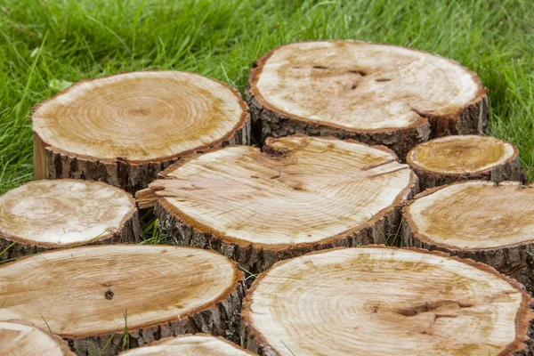 Boom stompen op het gras — Stockfoto