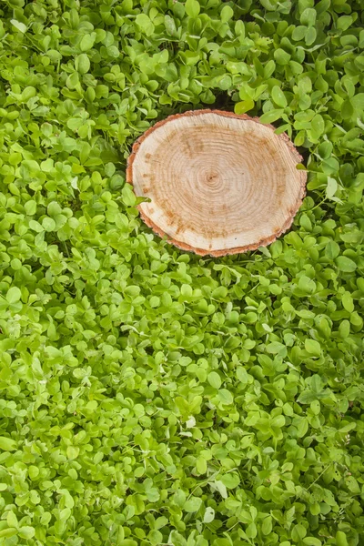 Árbol tocón en la hierba — Foto de Stock