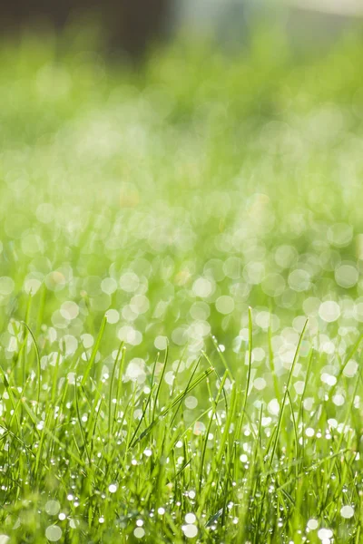 Herbe avec gouttes de rosée — Photo