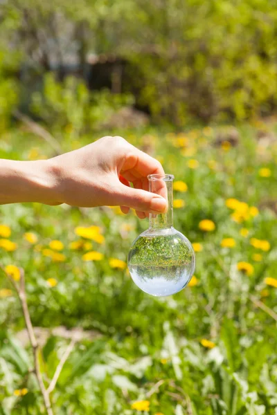 Matraz con agua clara y plantas verdes —  Fotos de Stock