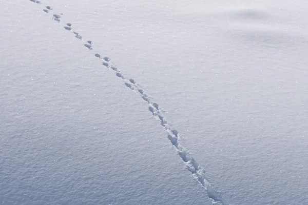 Pegadas humanas na neve profunda — Fotografia de Stock