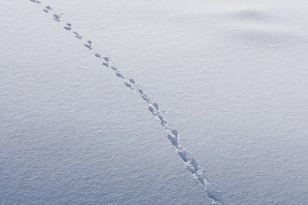 Människans fotspår i snön — Stockfoto