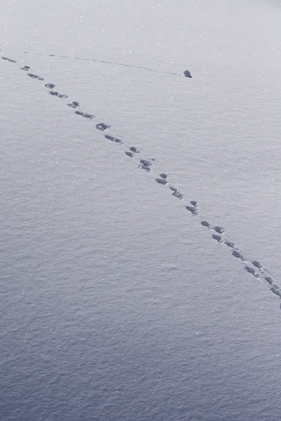 Human footprints in deep snow — Stock Photo, Image