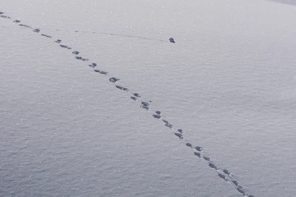 Lidské stopy v hlubokém sněhu — Stock fotografie