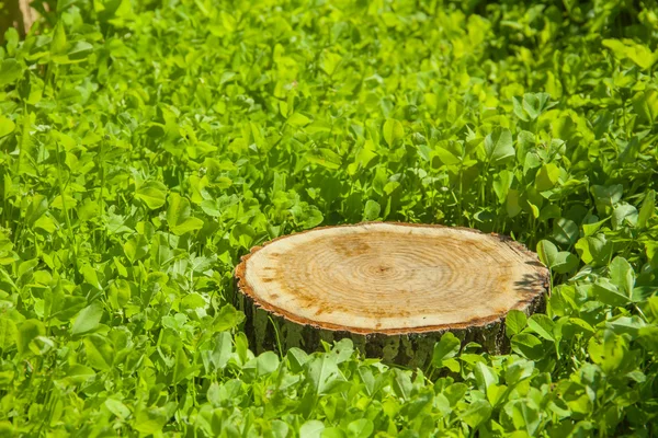 Trerestump på gresset – stockfoto