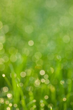 Çiy damlalı çimenler