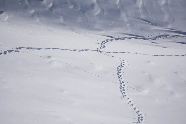 Human footprints in snow — Stock Photo, Image