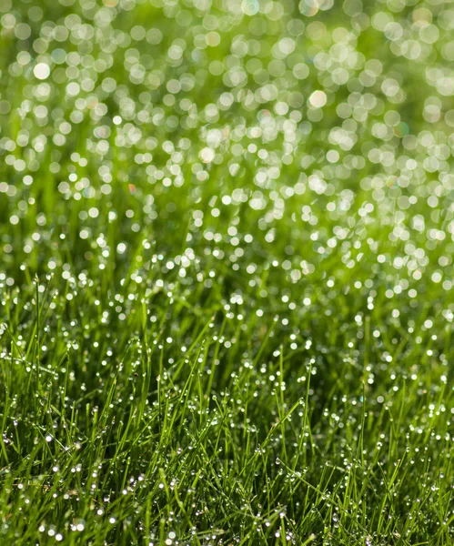 Hierba con gotas de rocío —  Fotos de Stock