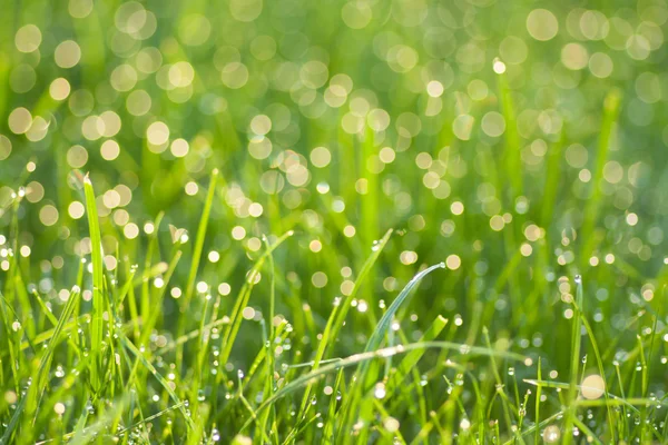 Grass with dew drops — Stock Photo, Image