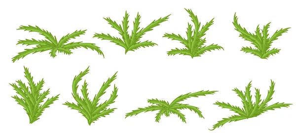 Plantas verdes, arbustos vector conjunto . — Vector de stock