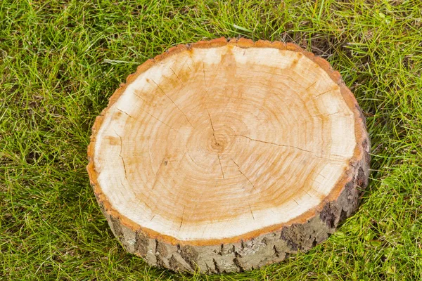 Stump tree sur herbe verte — Photo