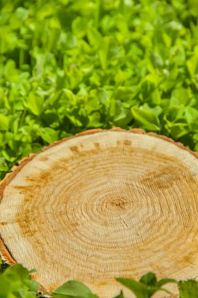 Árbol de tocón sobre hierba verde —  Fotos de Stock