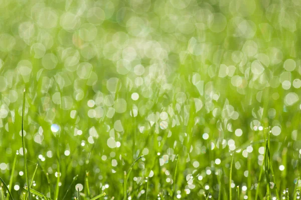 Grass with dew drops — Stock Photo, Image