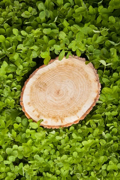 Pnia drzewa na zielonej trawie — Zdjęcie stockowe