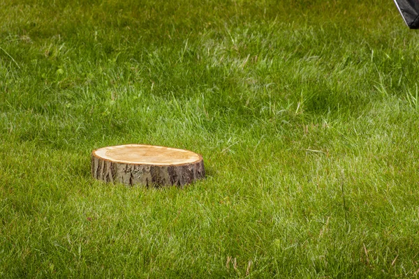 Stubben träd på grönt gräs — Stockfoto