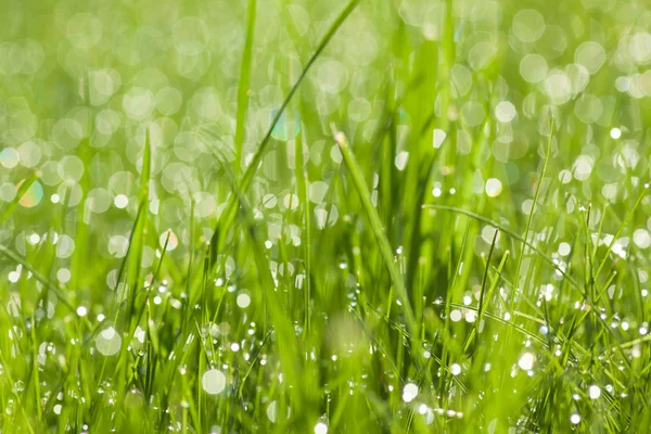 Hierba con gotas de rocío —  Fotos de Stock