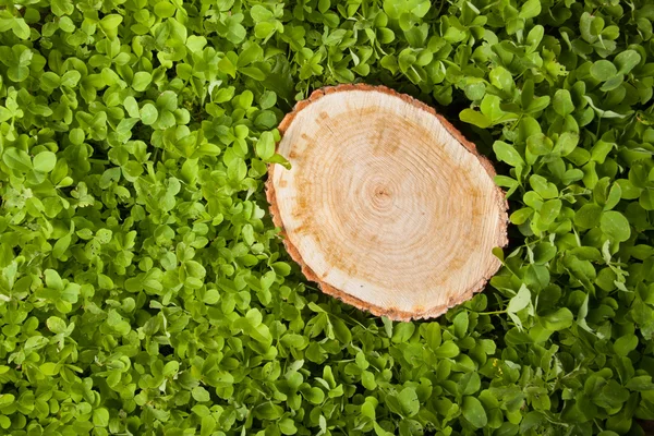 Baumstumpf auf grünem Gras — Stockfoto