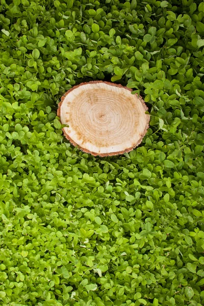 Baumstumpf auf grünem Gras — Stockfoto