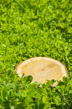 güdük ağaç bitki yeşil alan üzerinde