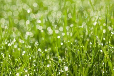 Çiy damlalı çimenler