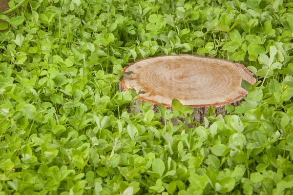 Albero tronco su erba verde — Foto Stock