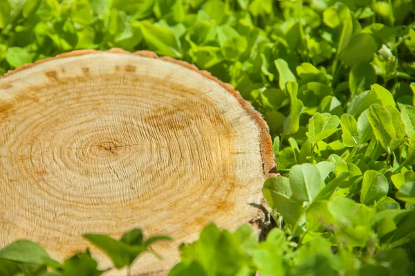 Stump tree plant on green field — Stock Photo, Image