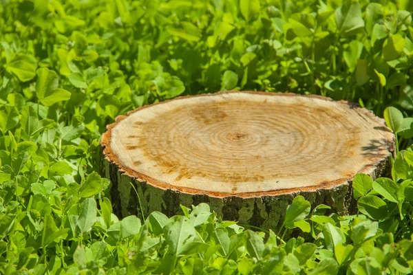 Stump tree plant on green field — Stock Photo, Image