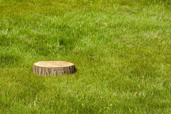 グリーン フィールド上の木の植物を切り株 — ストック写真