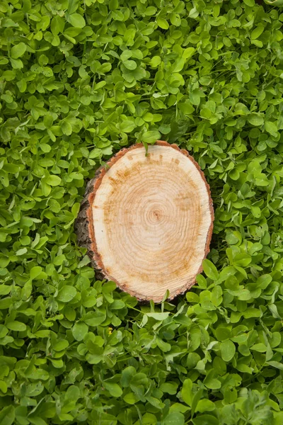 Stubben träd växt på gröna fält — Stockfoto