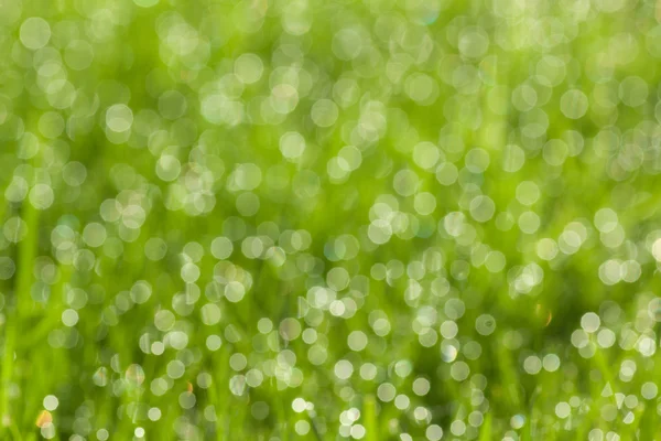 Grass with dew drops — Stock Photo, Image