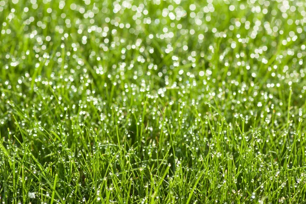 Gras mit Tautropfen — Stockfoto