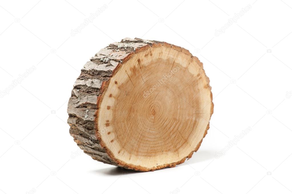 Cross section of tree trunk on white background