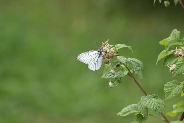 Aporia Crataegi on raspberry — Stock Photo, Image