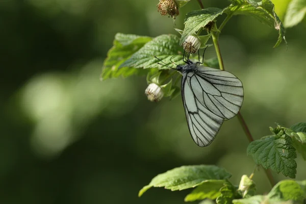 Aporia Crataegi on raspberry — Stock Photo, Image