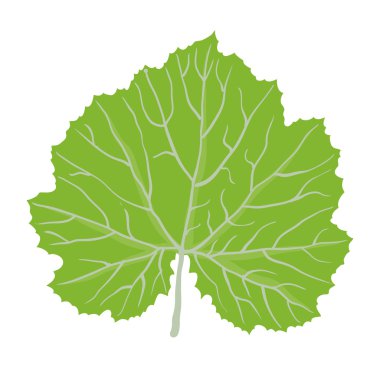 bitki, vektör çizim yaprak yeşil
