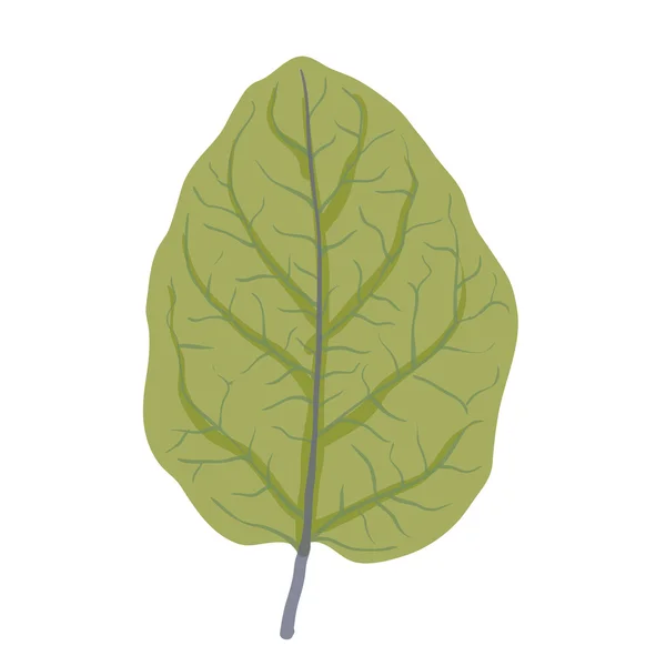 Hoja verde del árbol, ilustración vectorial — Vector de stock