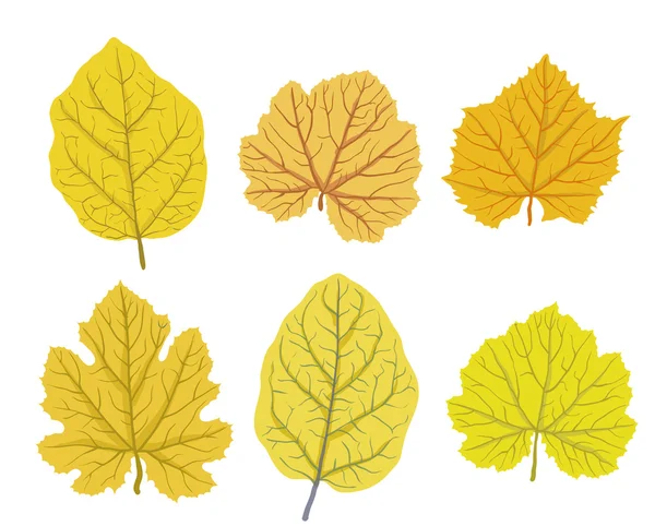 Hojas de otoño de árboles, conjunto de ilustraciones vectoriales — Vector de stock