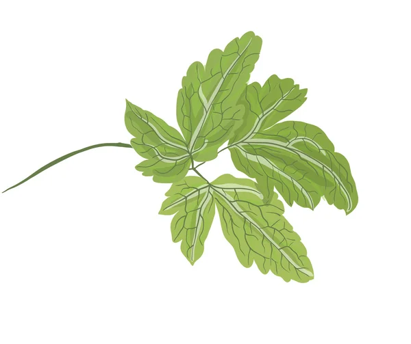 Branche verte d'une plante — Image vectorielle