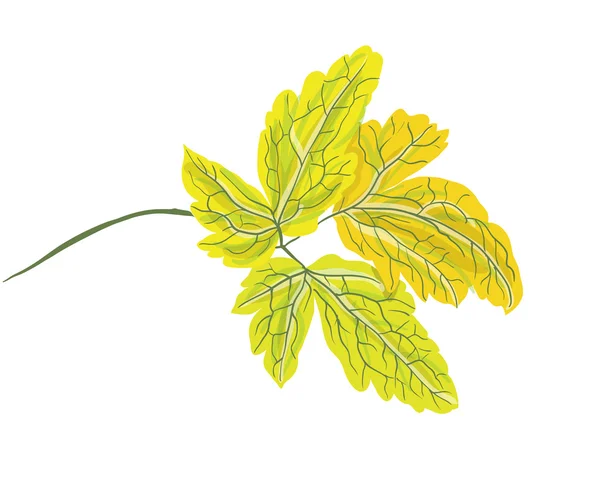 Feuille d'automne de l'arbre, illustration vectorielle — Image vectorielle