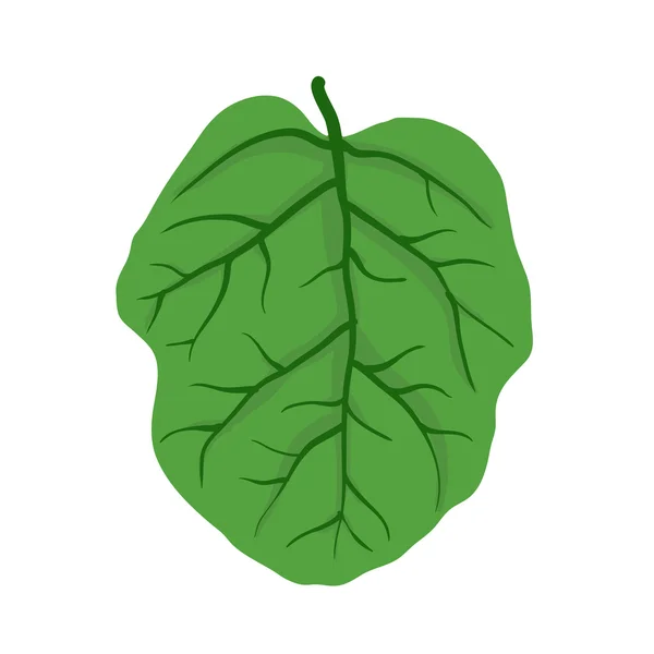 Feuille verte de l'arbre, illustration vectorielle — Image vectorielle