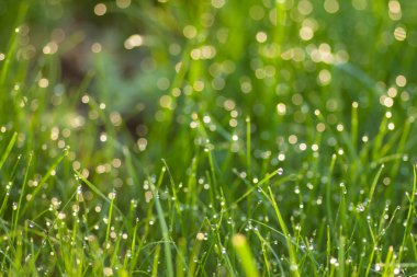 Çiy damlalı çimenler