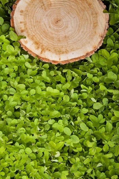 Boomstronk op het gras — Stockfoto