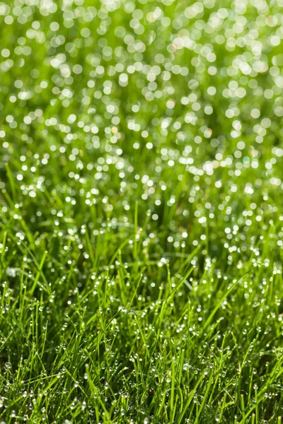 Gras met dauwdruppels — Stockfoto